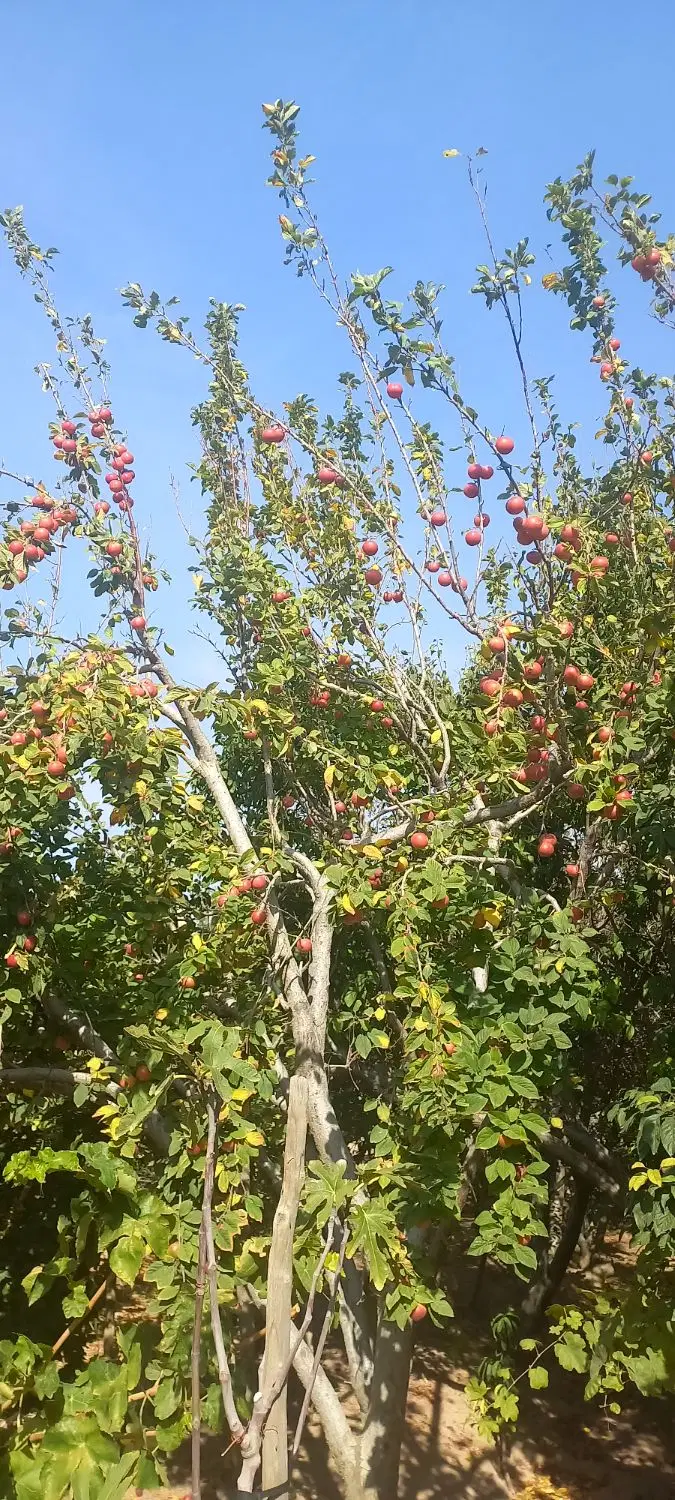آلوچه عبدالعظیم سر درود