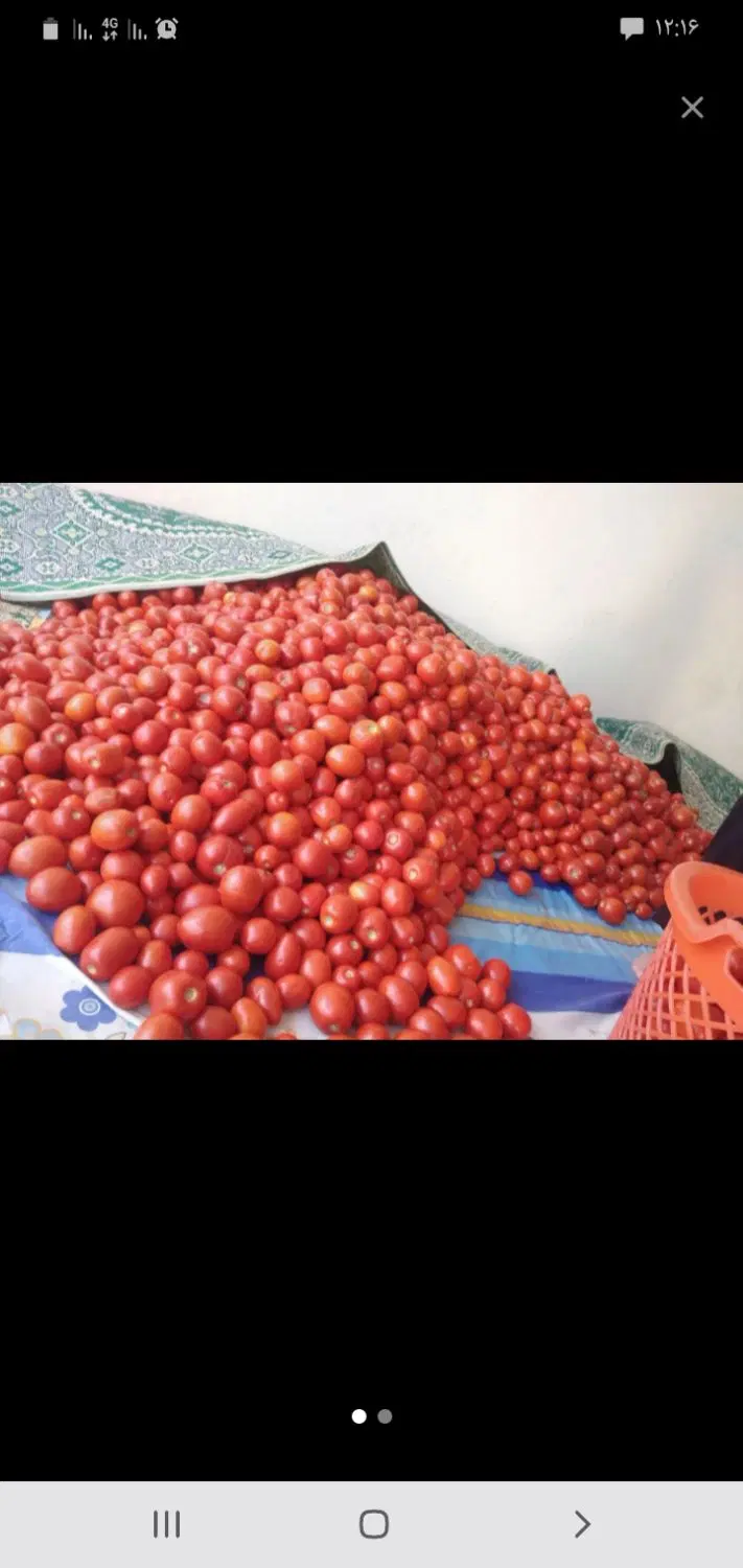 اب گیری گوجه