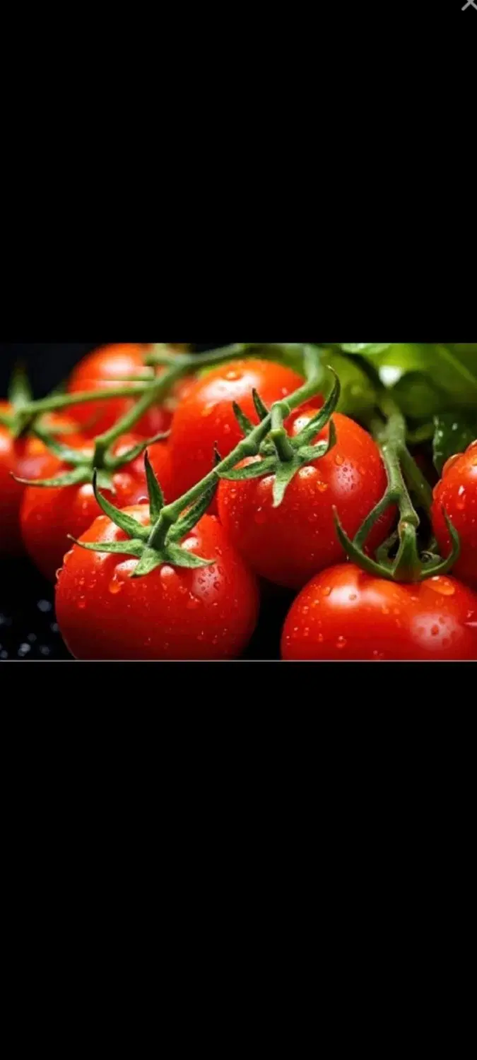 گوجه ربی درجه یک ربی به قیمت کارخانه