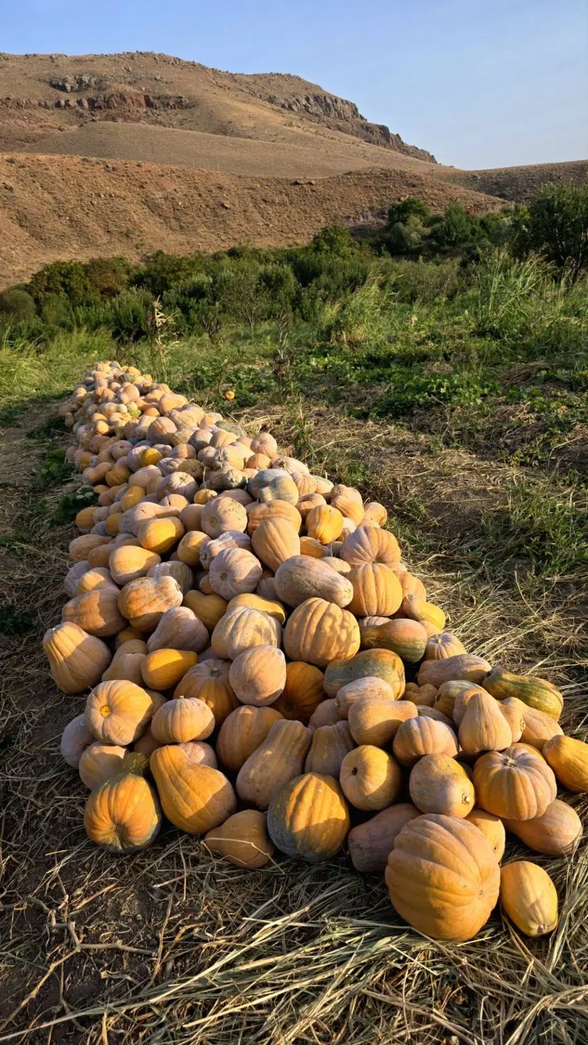 کدو حلوایی شیرین