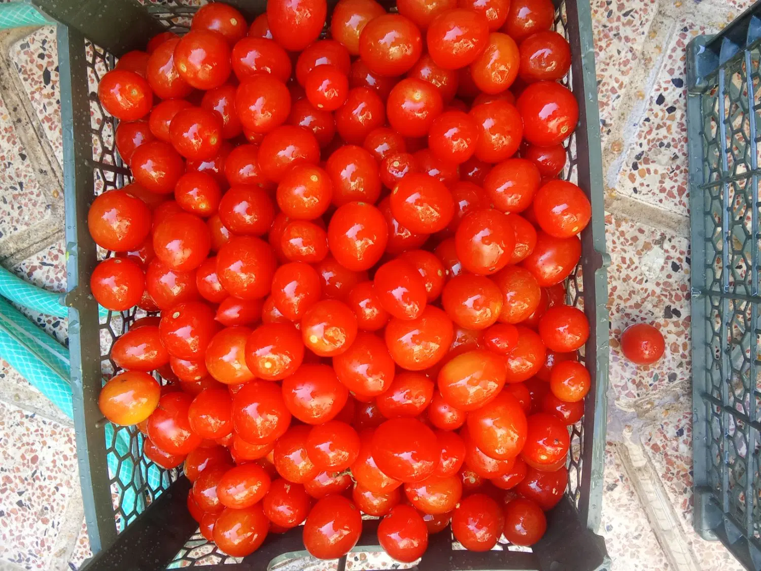 گوجه فرنگی گیلاسی