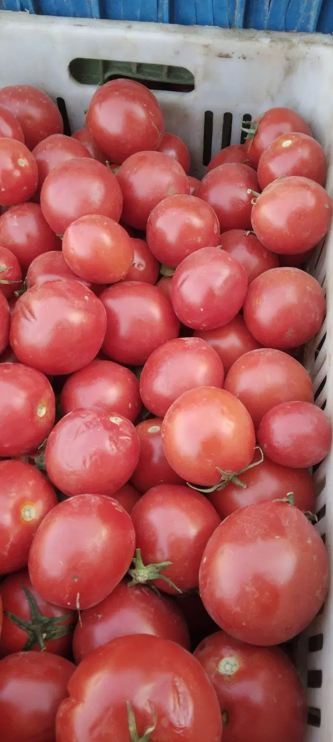 گوجه ربی مرند ملکان